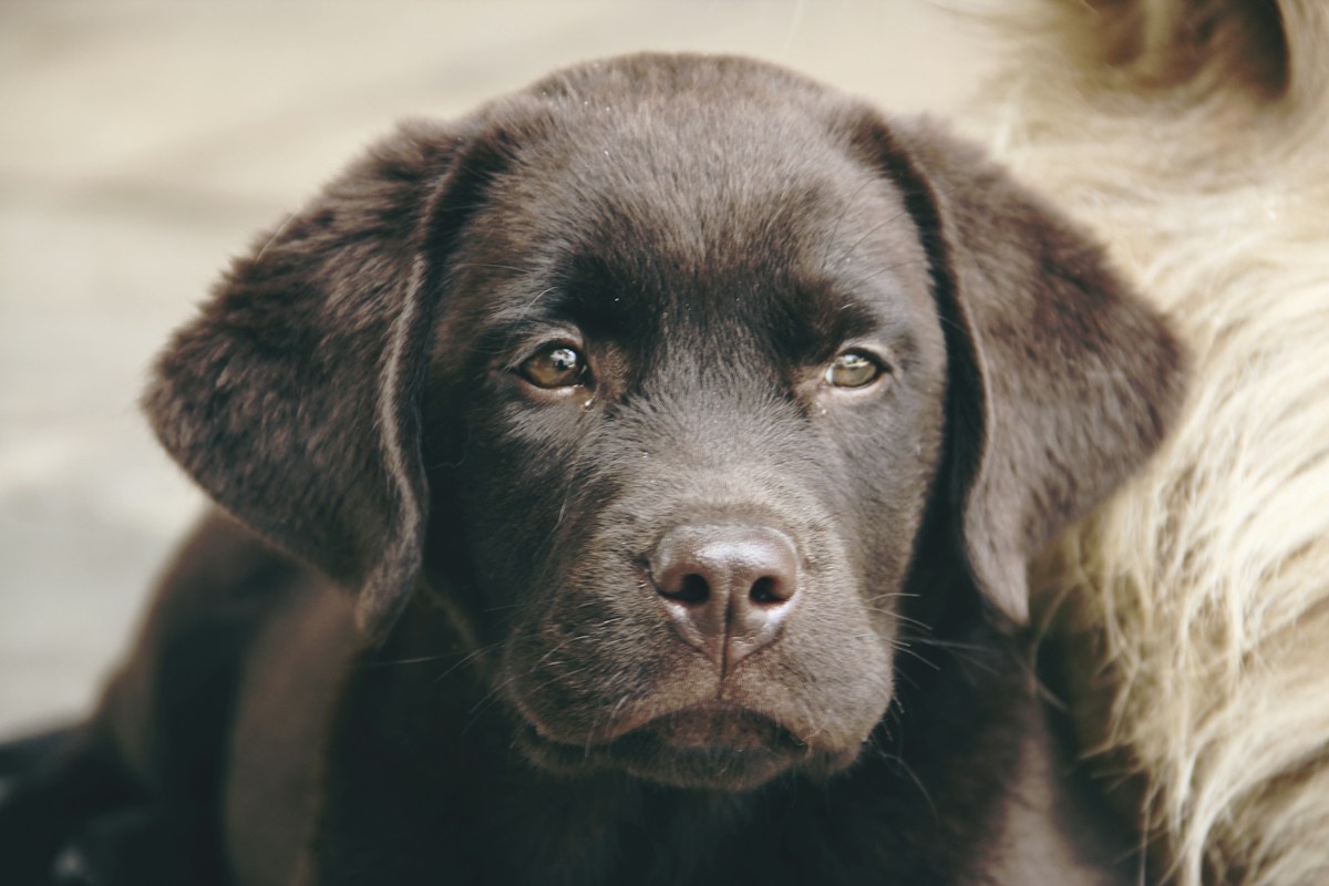 Filhote de Labrador preto sentado em ambiente interno