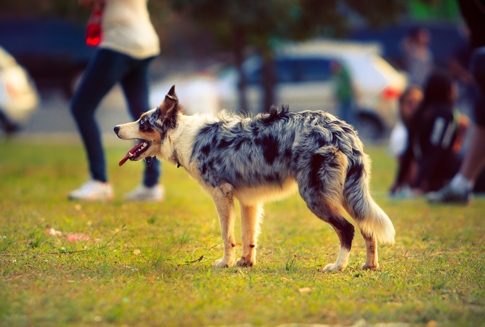 shallow focus photo of Australian shepherd