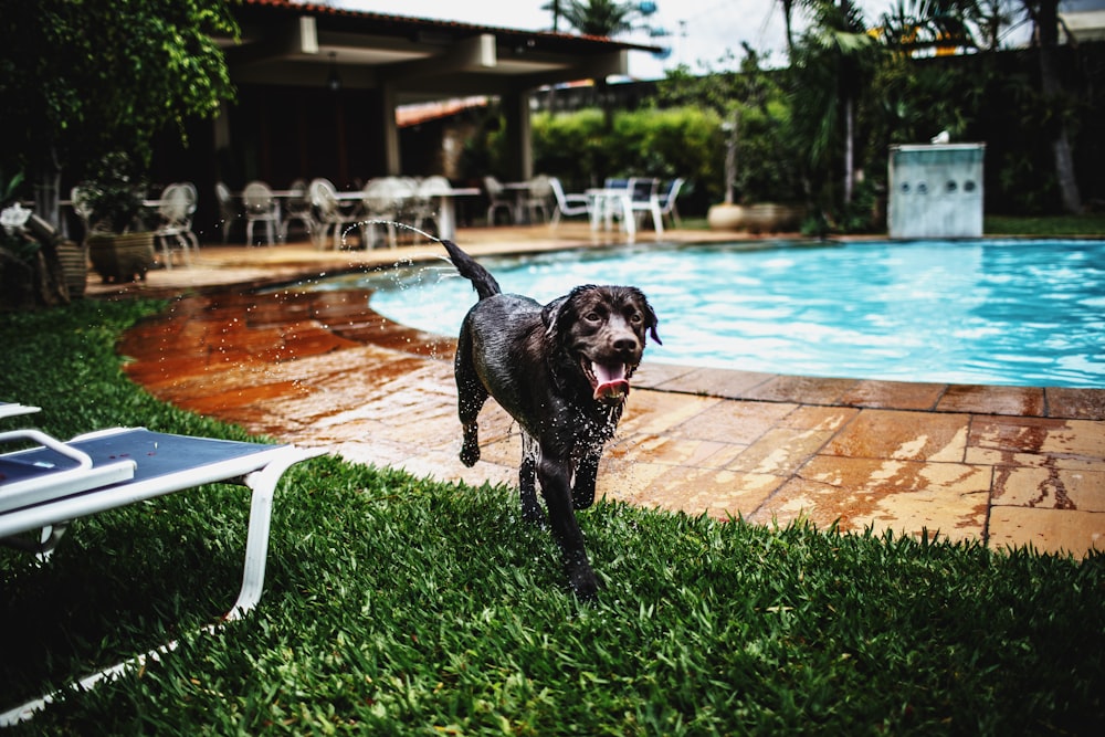 black dog near pool and blue sun lounger