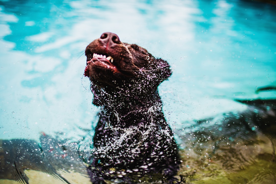 wet dog shaking body near body of water