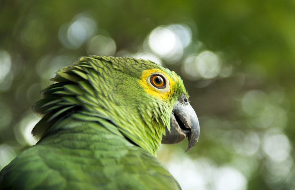 green macaw