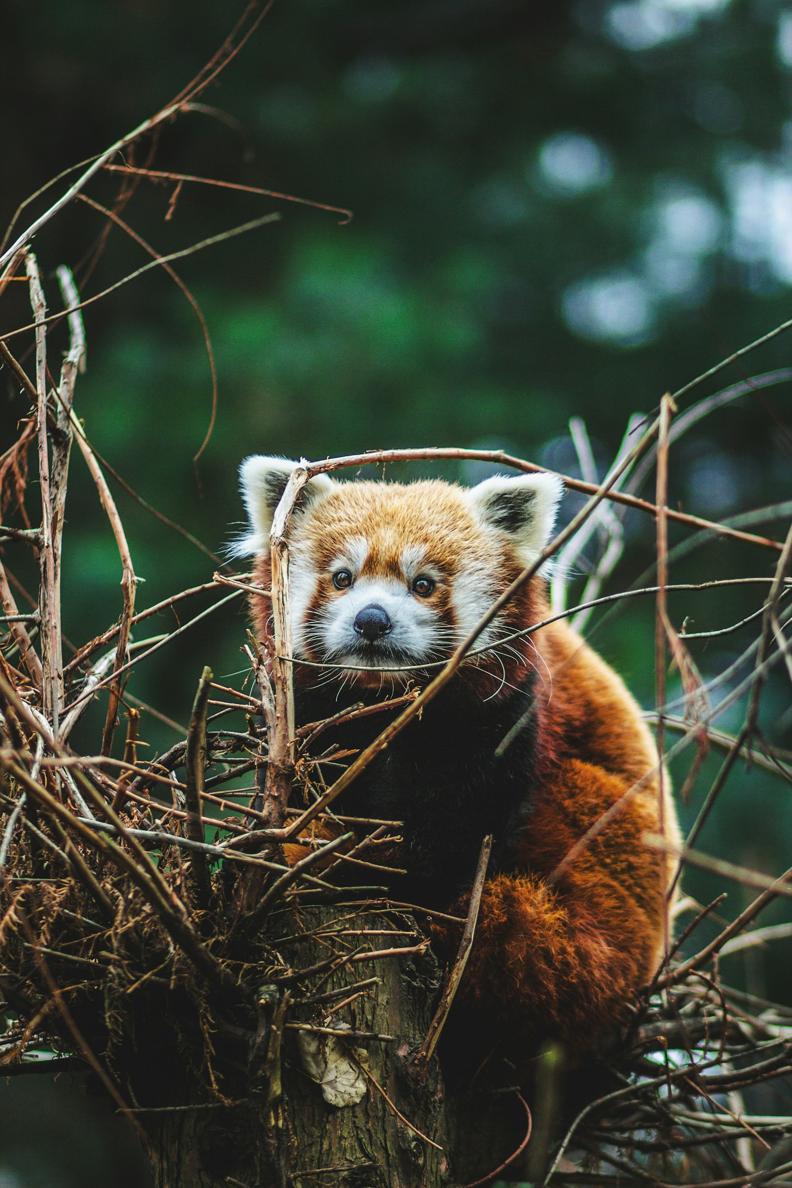 Canon EOS 600D (Rebel EOS T3i / EOS Kiss X5) + Canon EF 85mm F1.8 USM sample photo. Red panda on tree photography