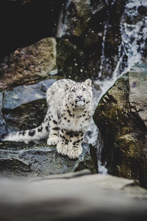 A majestic snow leopard perched on a rocky outcrop in Ladakh’s rugged mountains.
