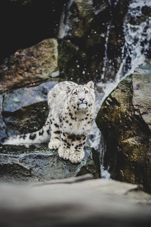 A snow leopard is perched on a rock with a background of cascading water and rugged stone surfaces. The leopard's fur features a distinctive pattern of dark spots and rosettes, blending harmoniously with the rocky environment.
