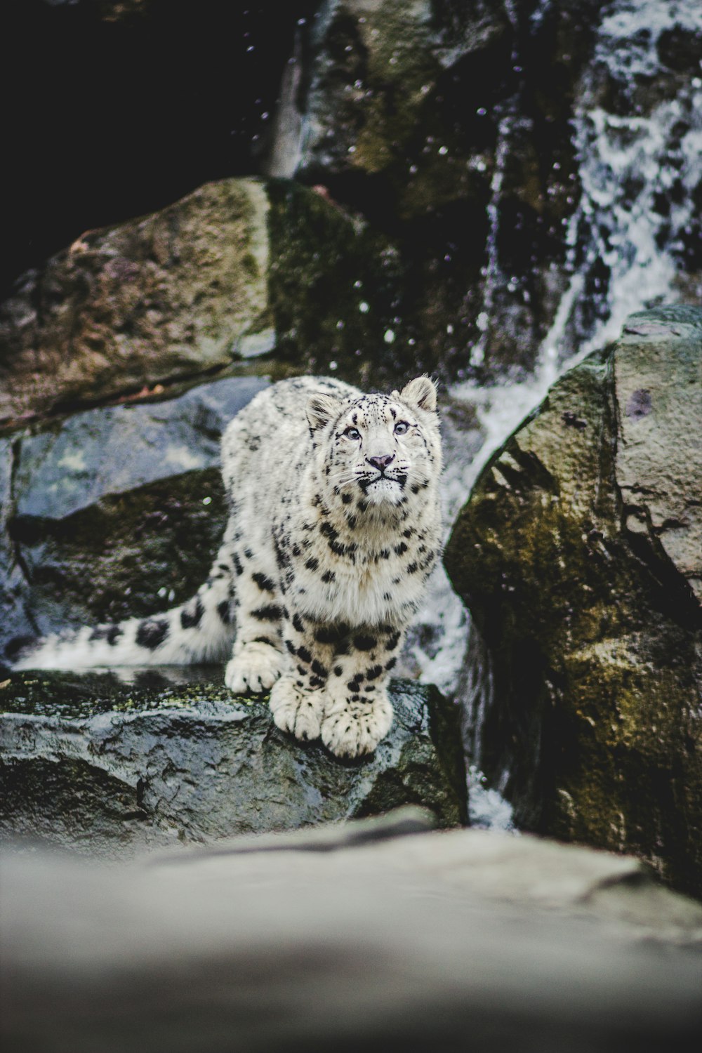 shallow focus photo of snow leopard