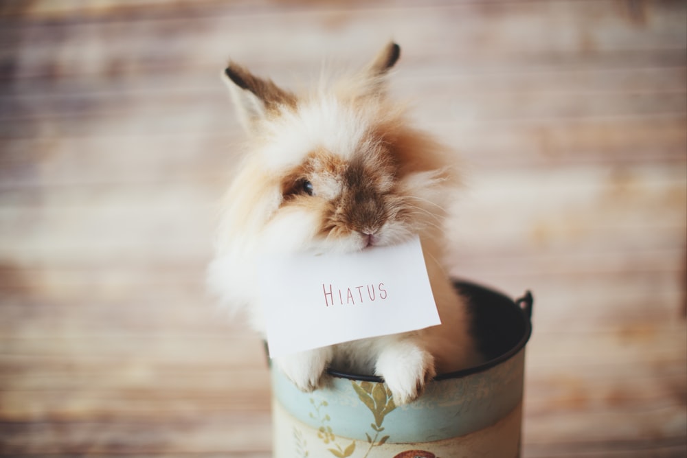 white and brown lion-head rabbit