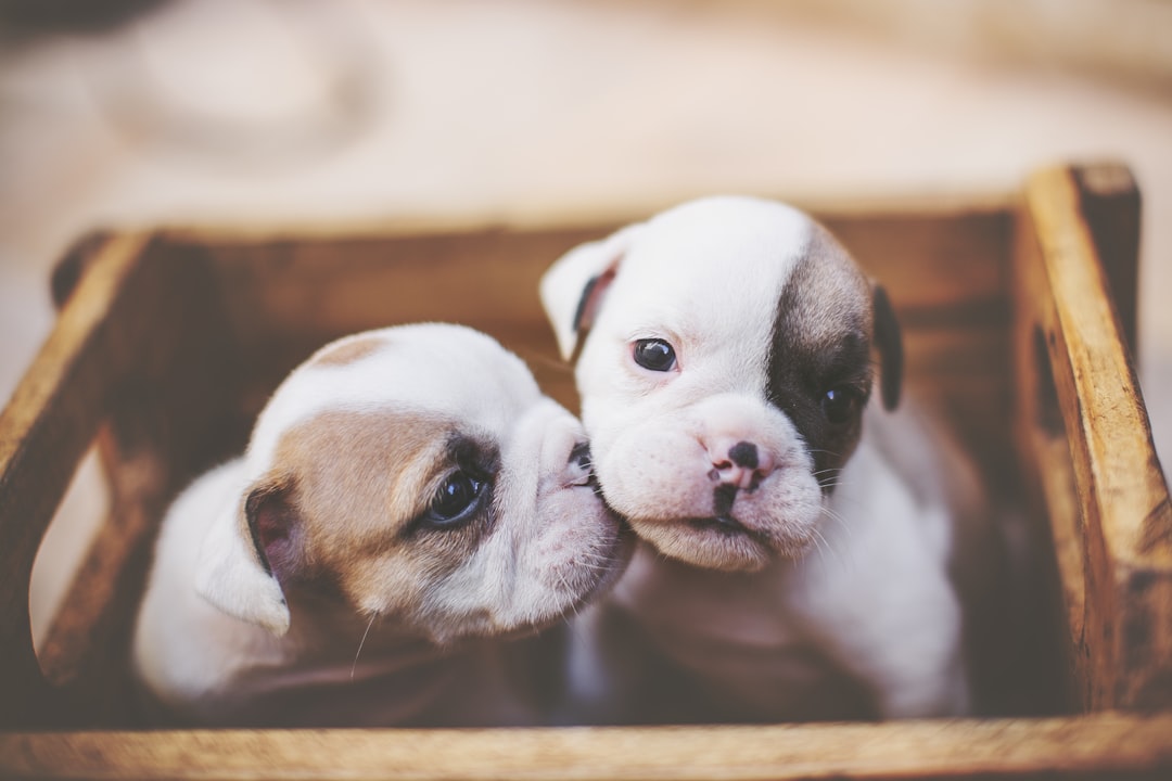 selective focus photography of two white-and-brown puppies