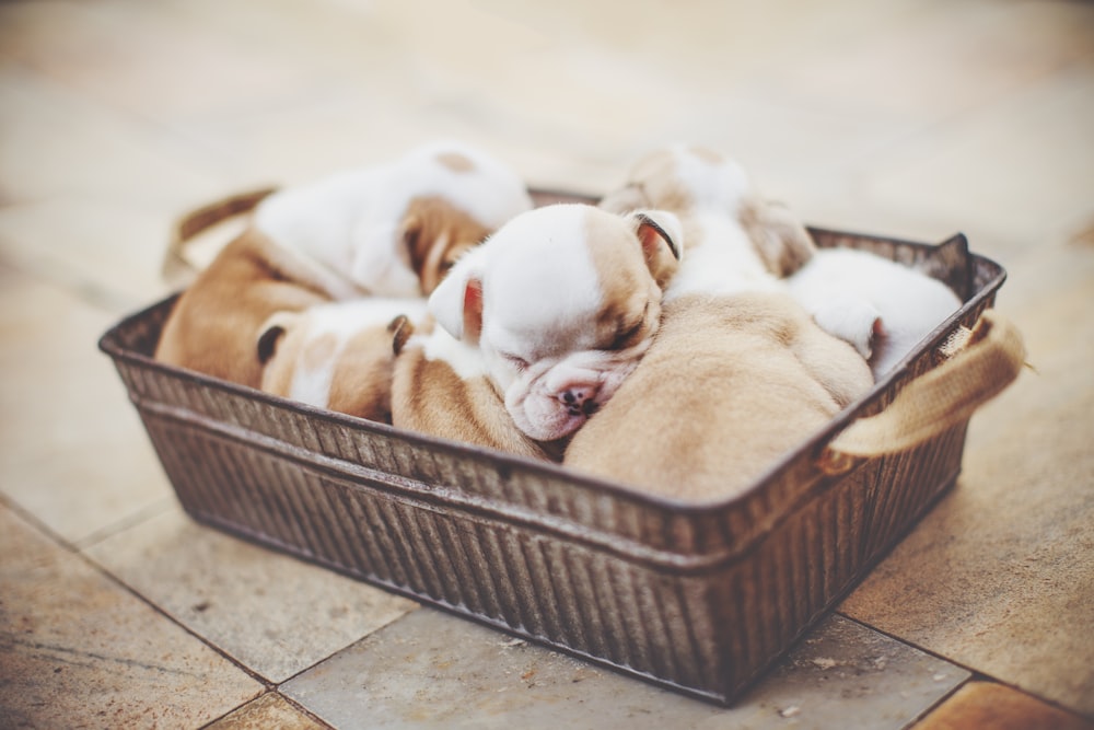 rectangular puppy litter on gray basin