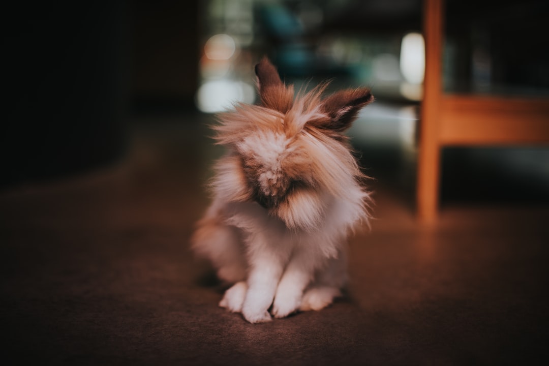 selective focus photography of white rabbit
