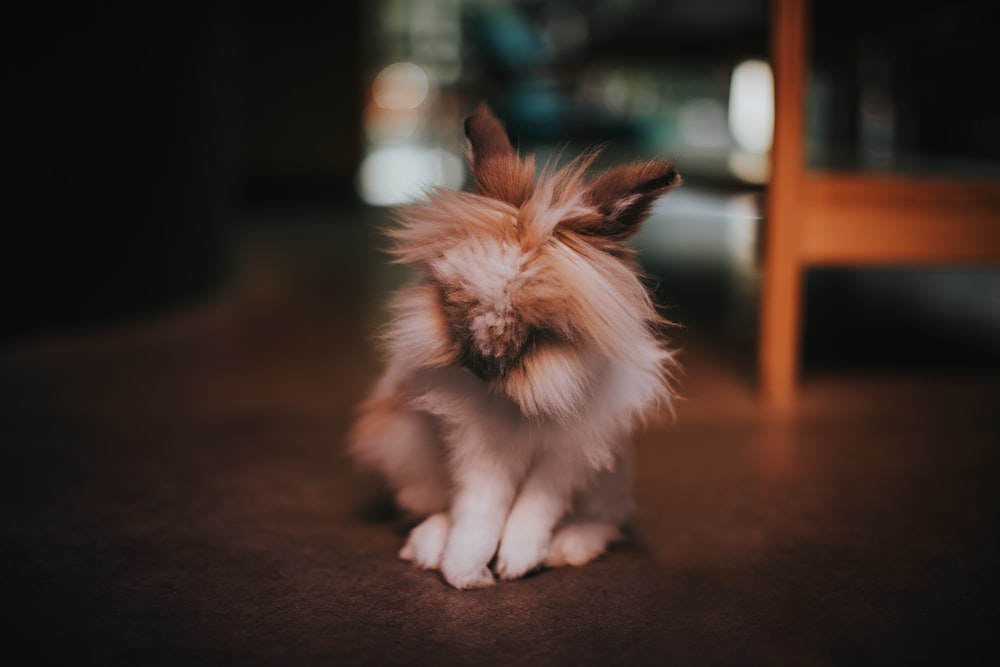 selective focus photography of white rabbit