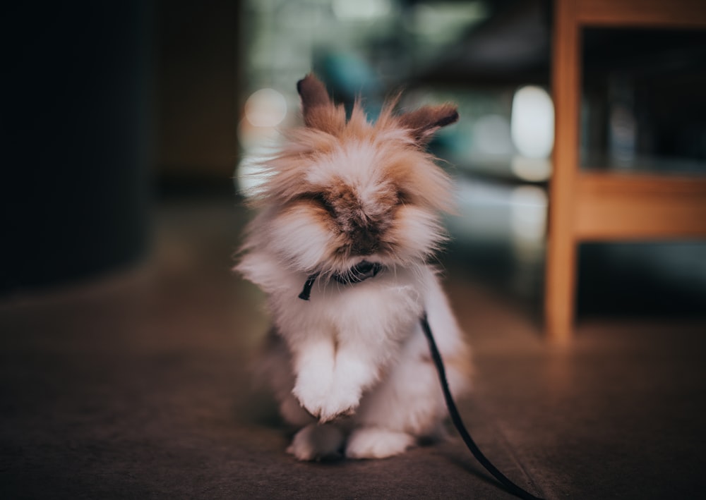 selective focus photography of rabbit with leash