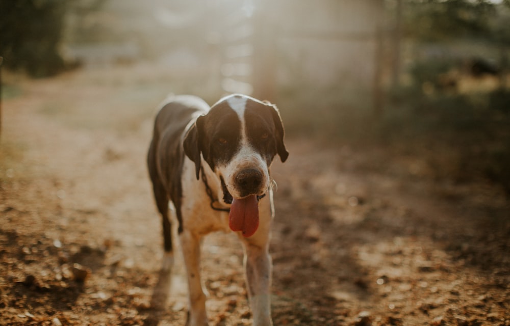 short-coated white and tan dog