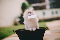 A fluffy rabbit with a dense white and brown coat is sitting in a dark brown basket. The rabbit is holding a small piece of paper in its mouth. The background is blurred, showing a garden with green grass and a paved pathway.