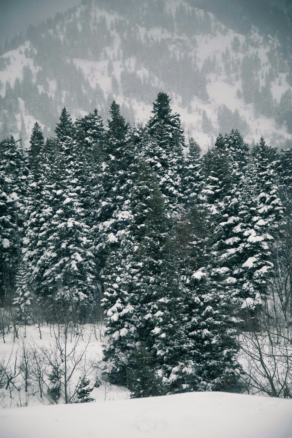 green leafed trees coated with snow during daytime