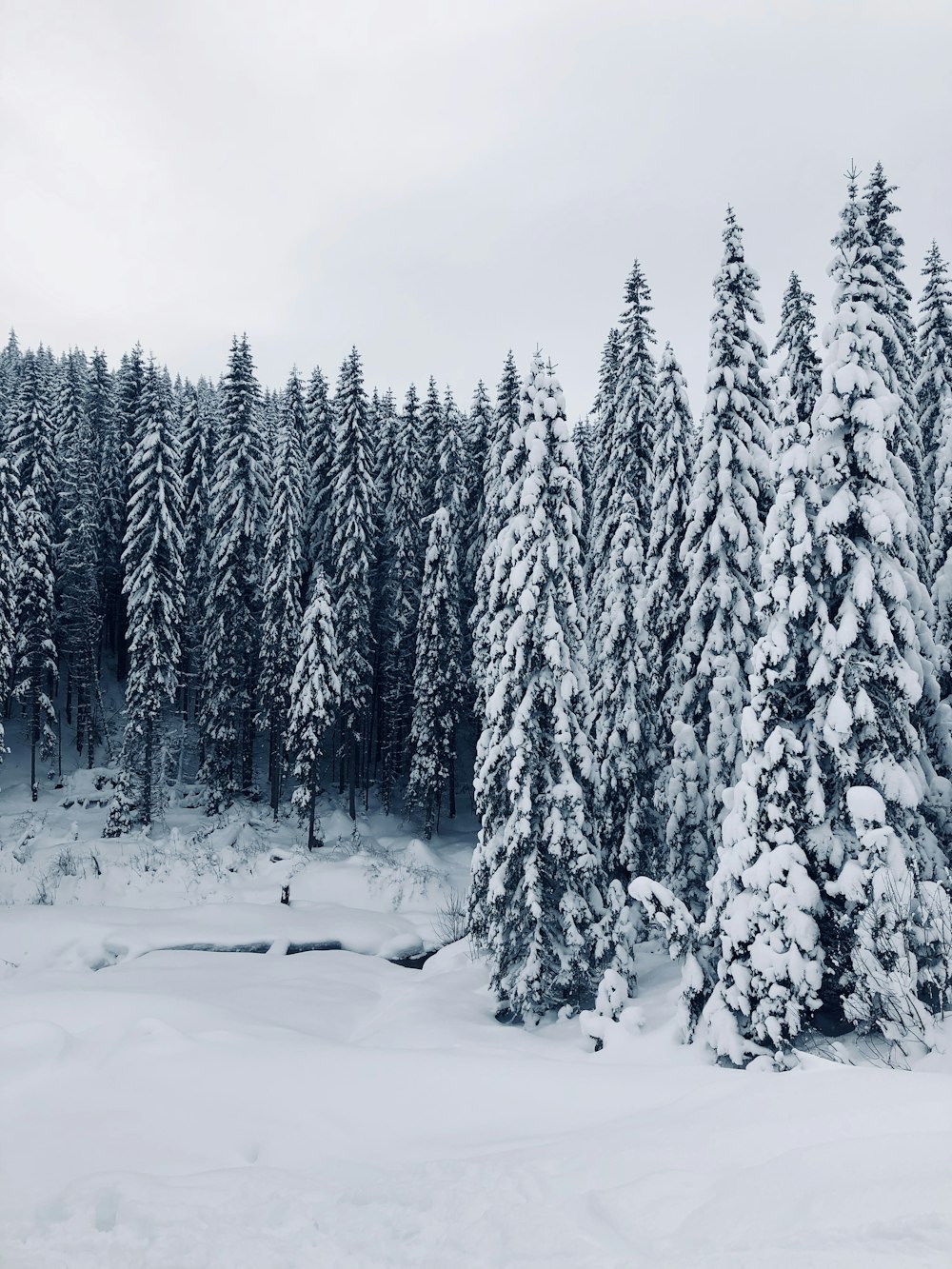 trees covered with snow