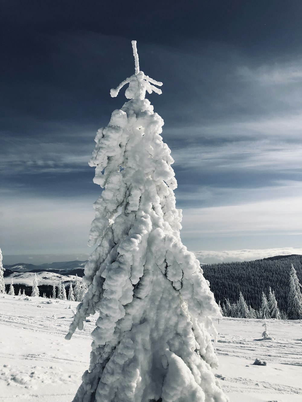 pine tree covered in snow