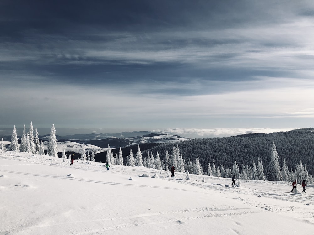 pine trees on snowfield