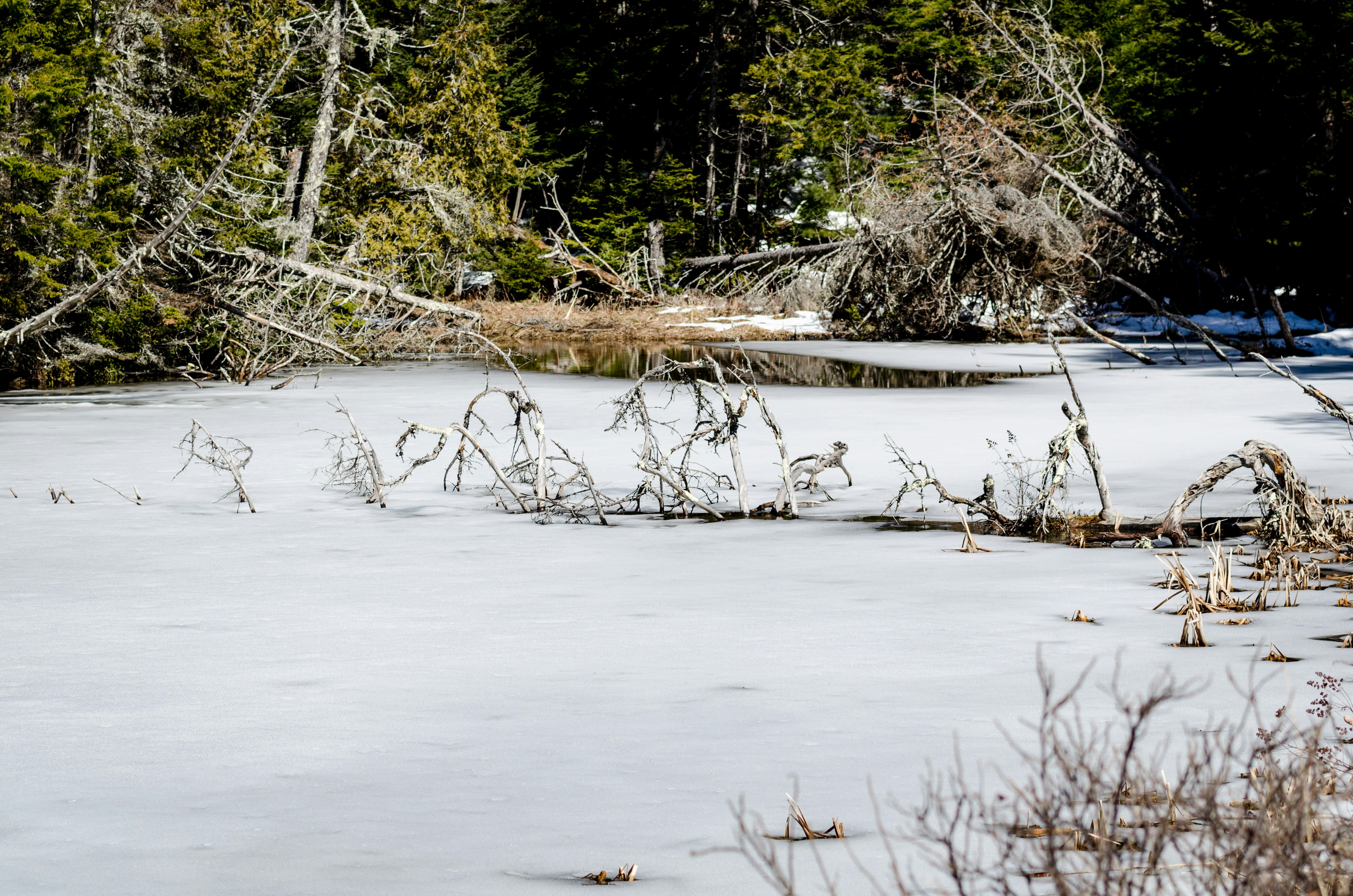 white ice on river lined with trees