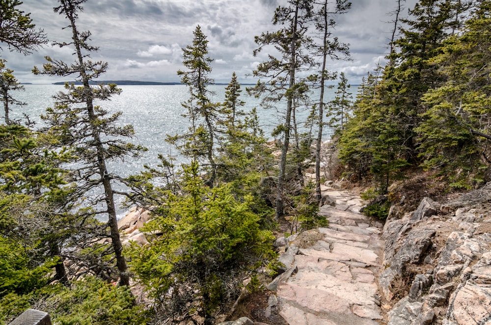 mountain covered with trees near beach