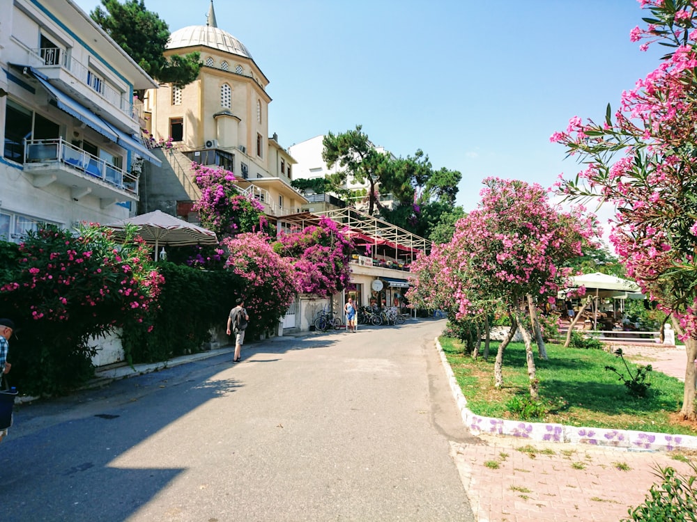 pink petaled flower plants in front of buildings