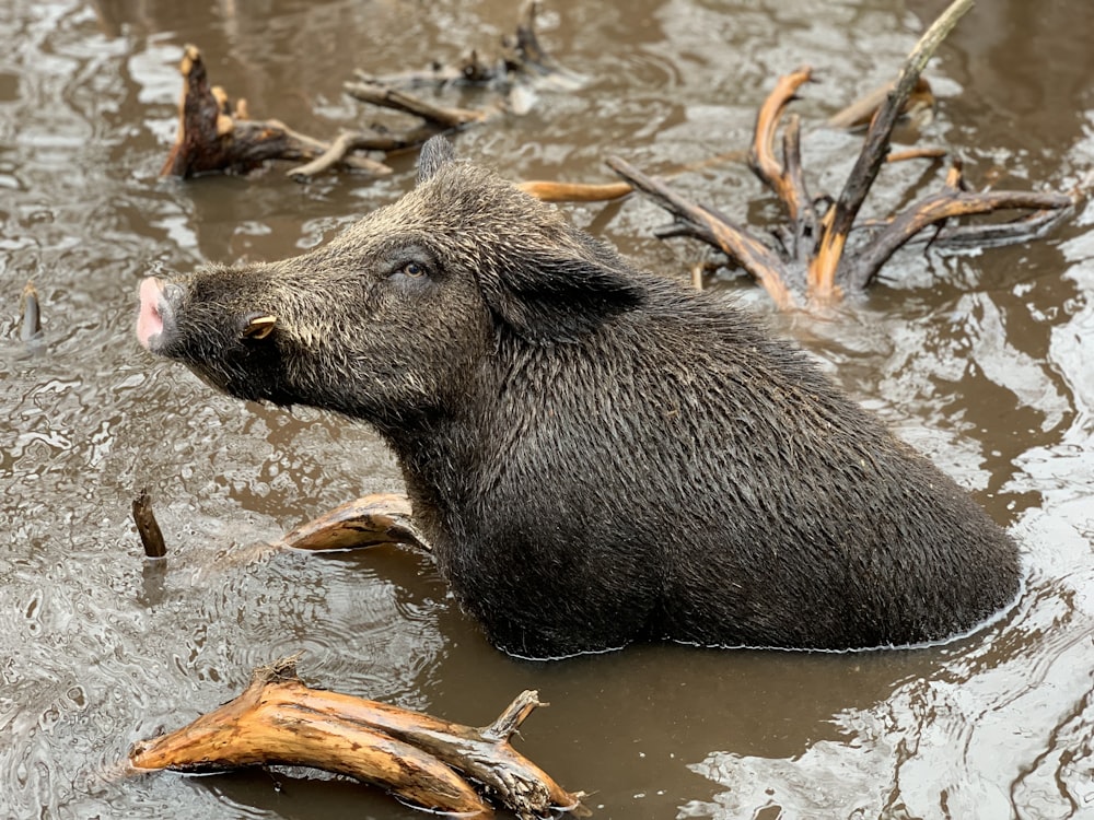 Wildschwein auf Schwalbengewässern