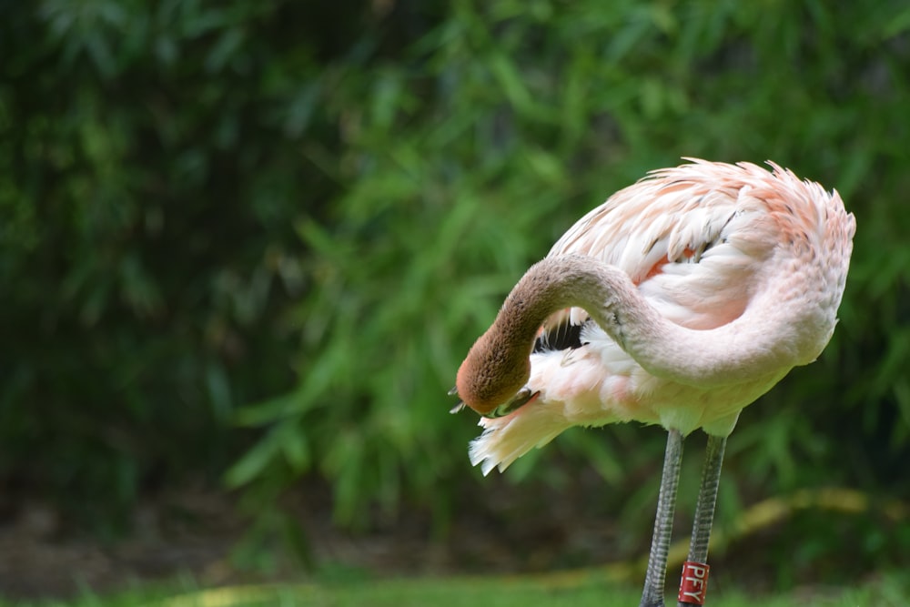 selective focus of flamingo