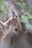 A side profile of a goat with curved horns and a distinct black beard. The animal has a textured, brownish coat and appears to be standing against a blurred natural background with hints of green foliage.