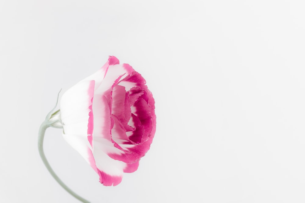 white and pink rose flower in bloom