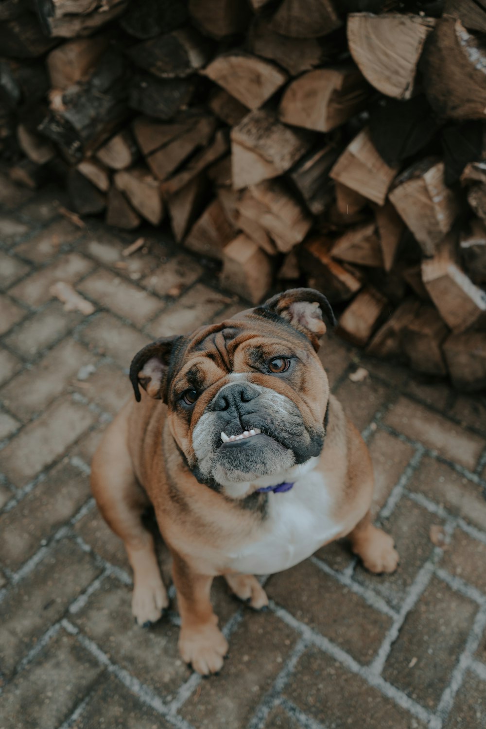 Photographie sélective de chien brun assis sur le sol à côté de bois de chauffage
