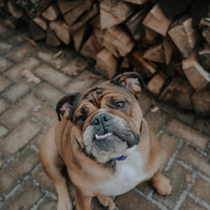 selective focus photography of brown dog sitting on floor beside firewood