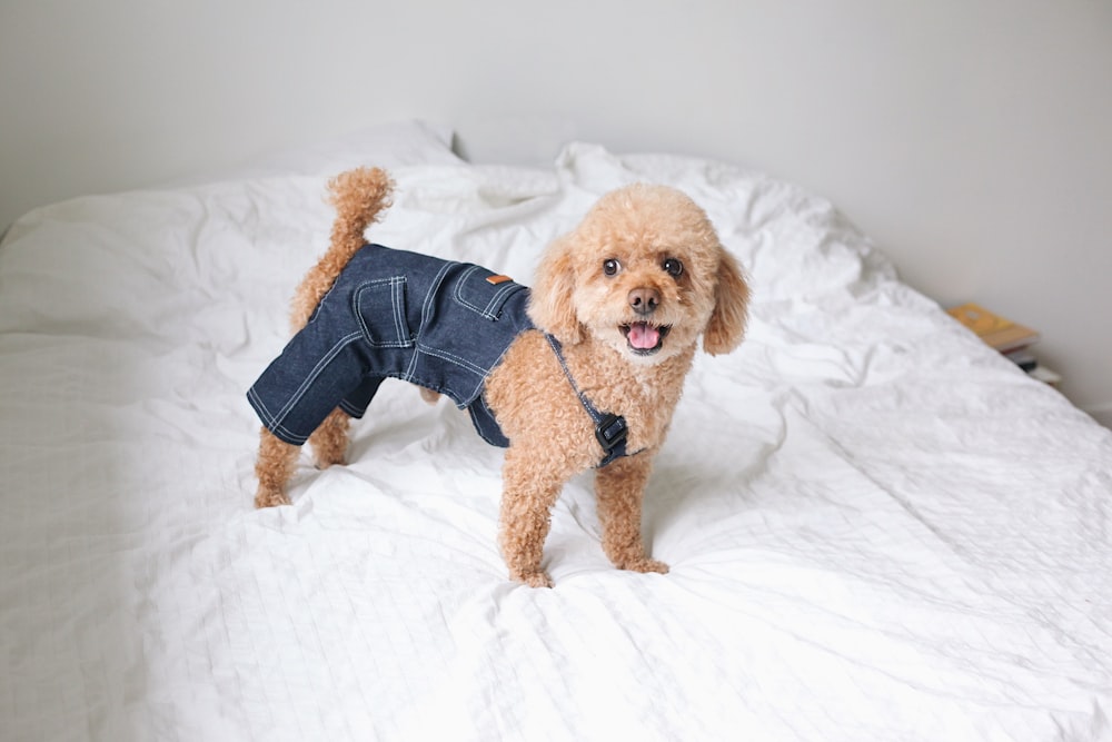 데님 팬츠를 입은 짧은 코트의 황갈색 강아지가 침대에 서 있습니다.