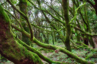 An enchanted forest scene with a glowing book floating above mossy ground.