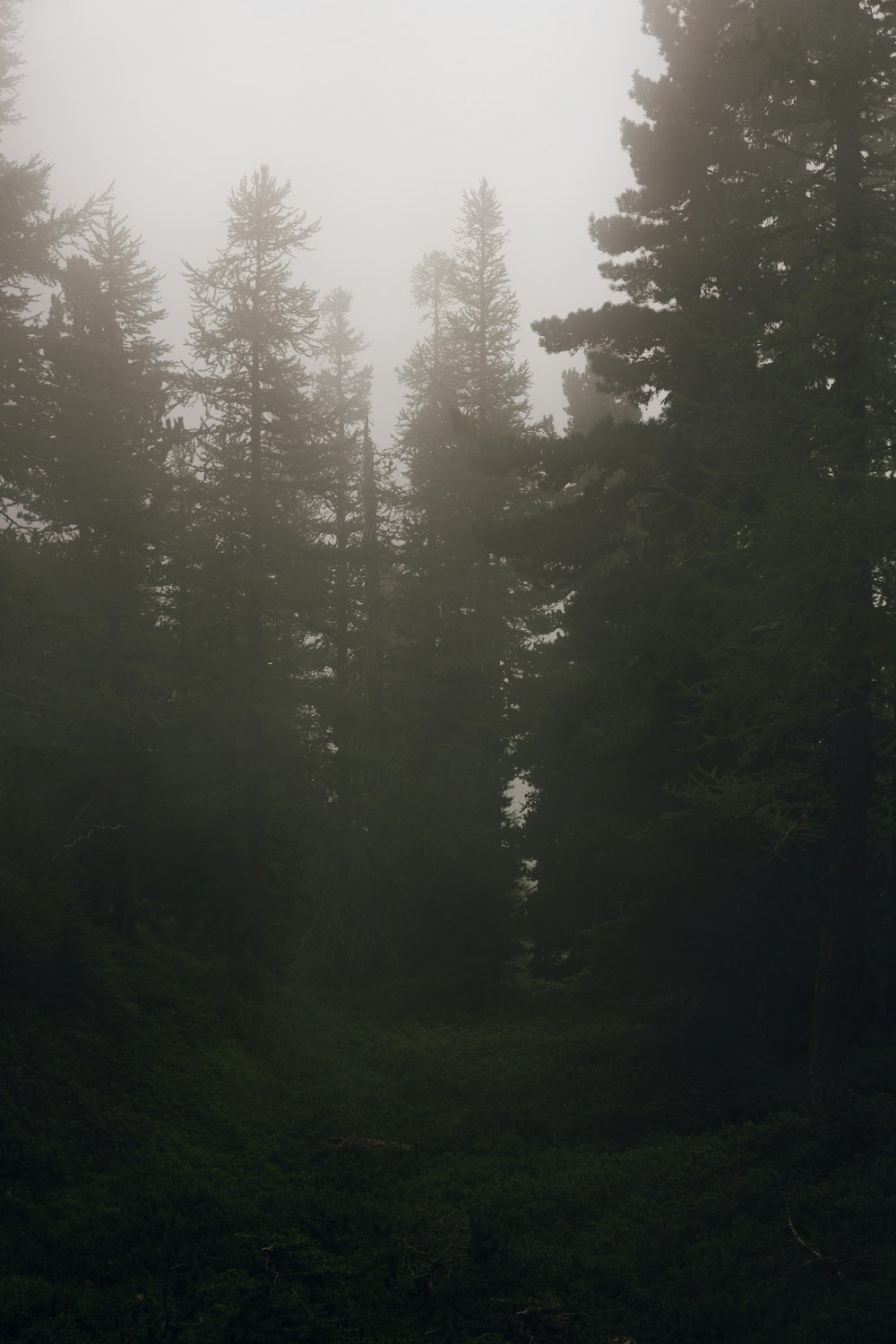 green-leafed trees