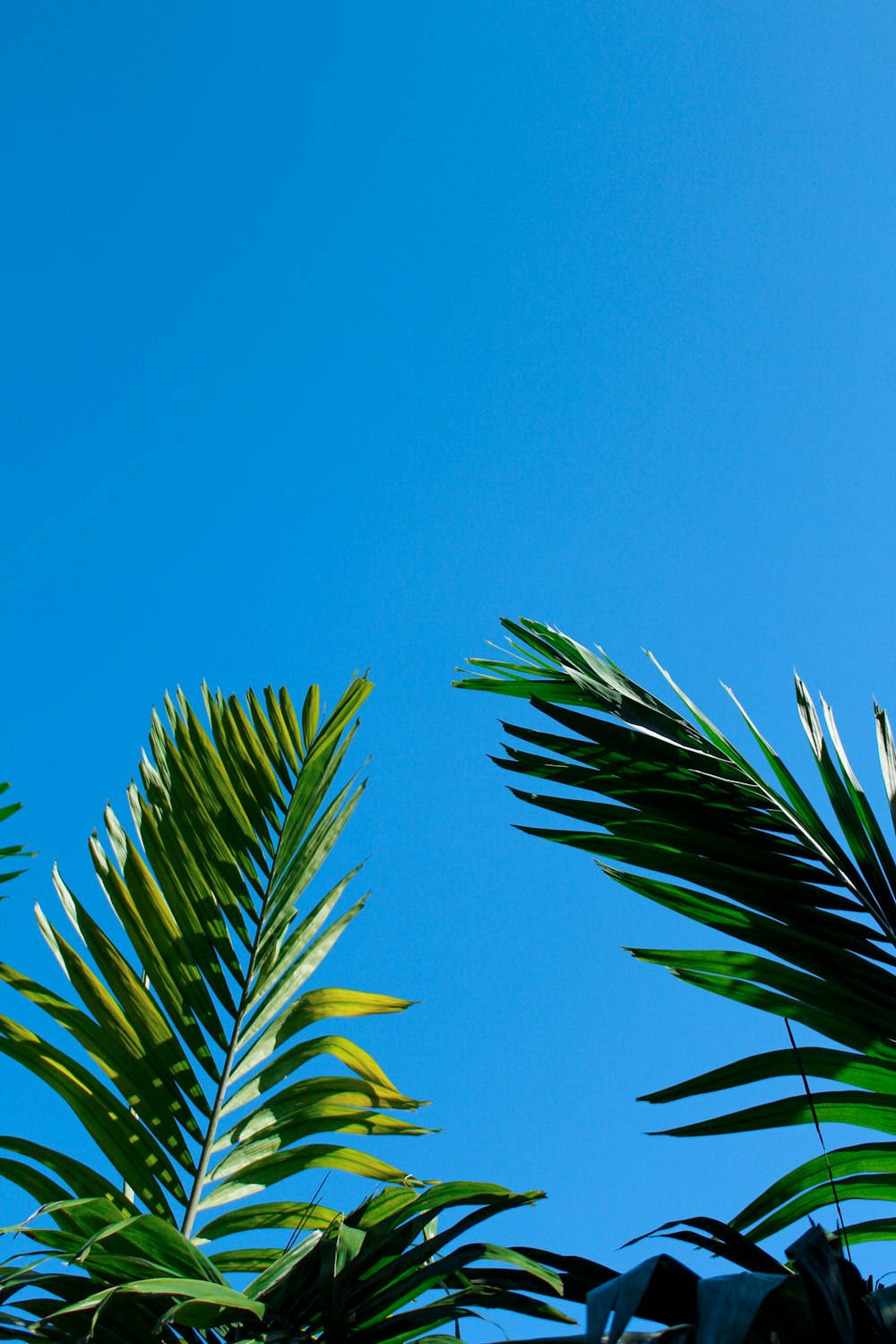 planta de folhas verdes sob o céu azul