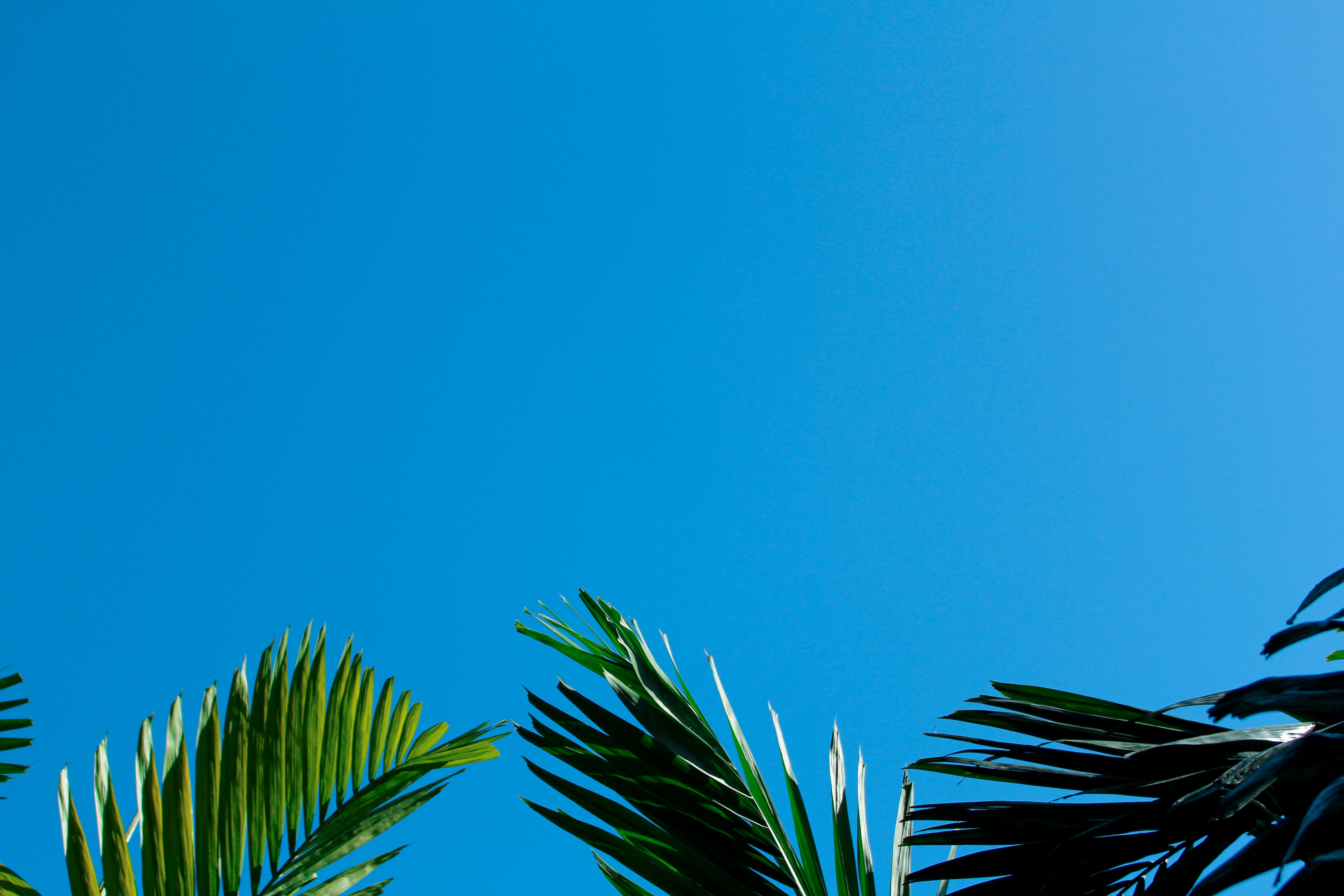 low-angle photography of green tree