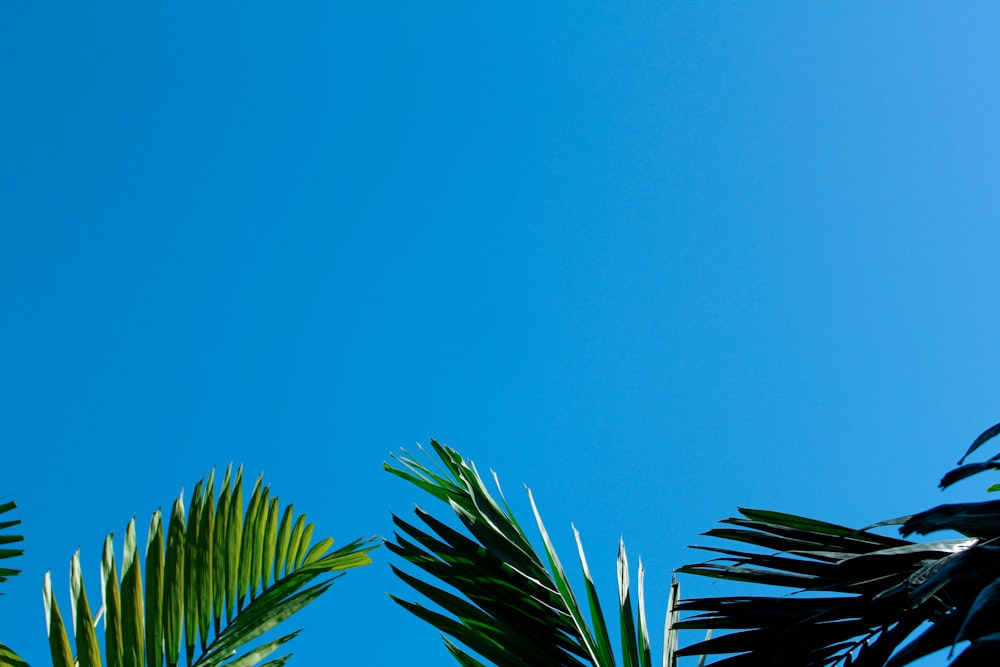 low-angle photography of green tree