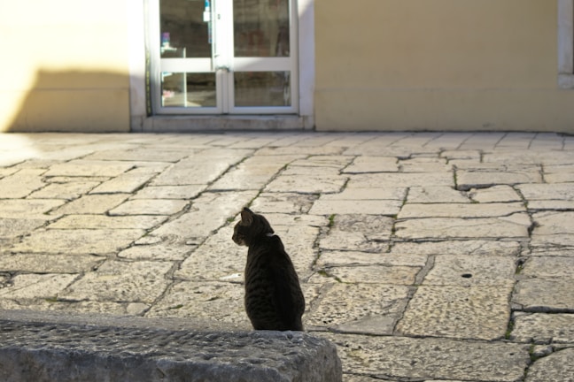 Luda Lou perched elegantly on a sunlit windowsill, gazing thoughtfully outside.