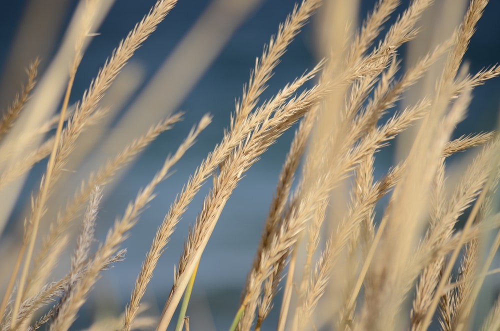 tilt shift focus photography of wheat