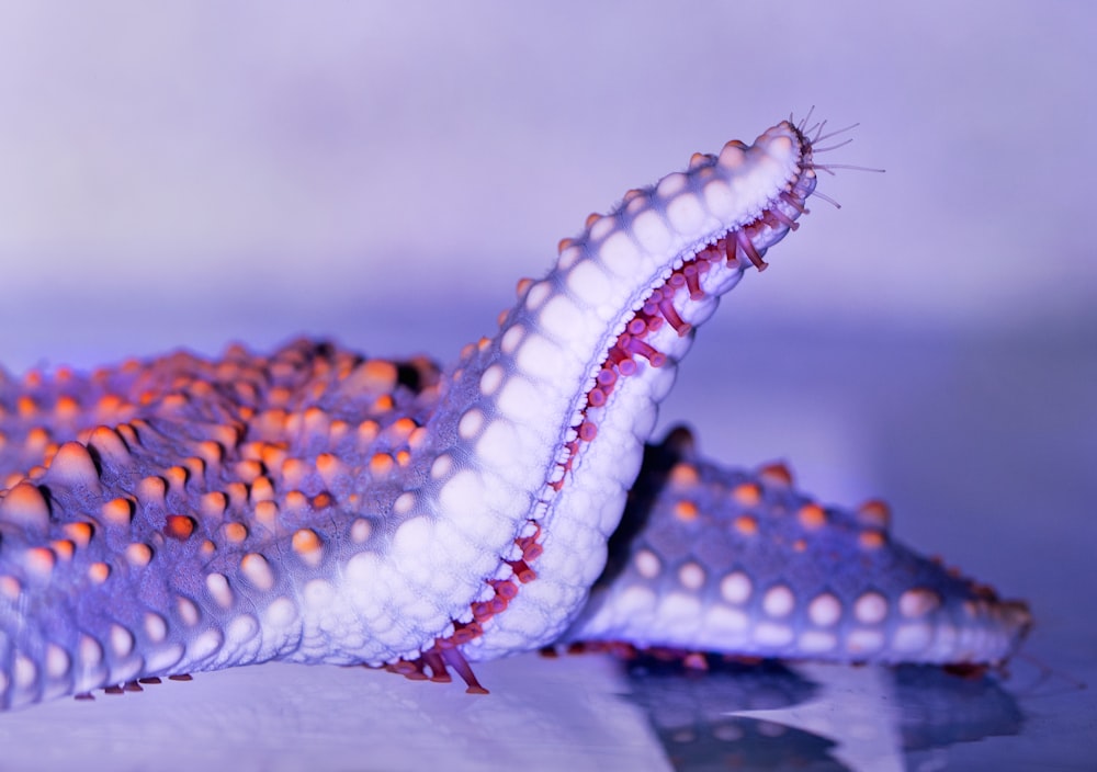 Photographie en gros plan d’étoiles de mer