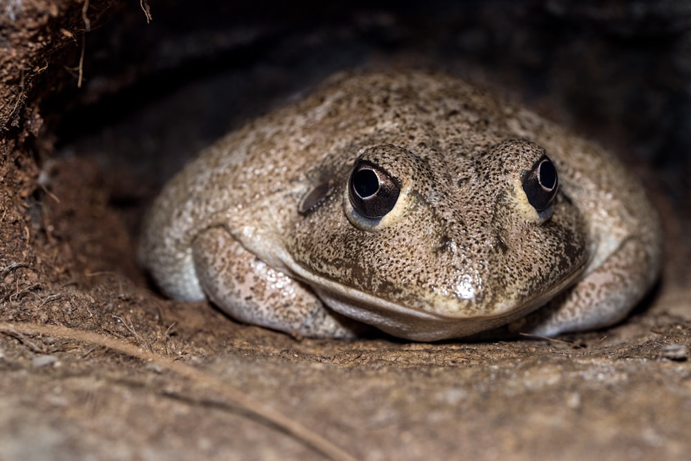 closeup photography of brown frog
