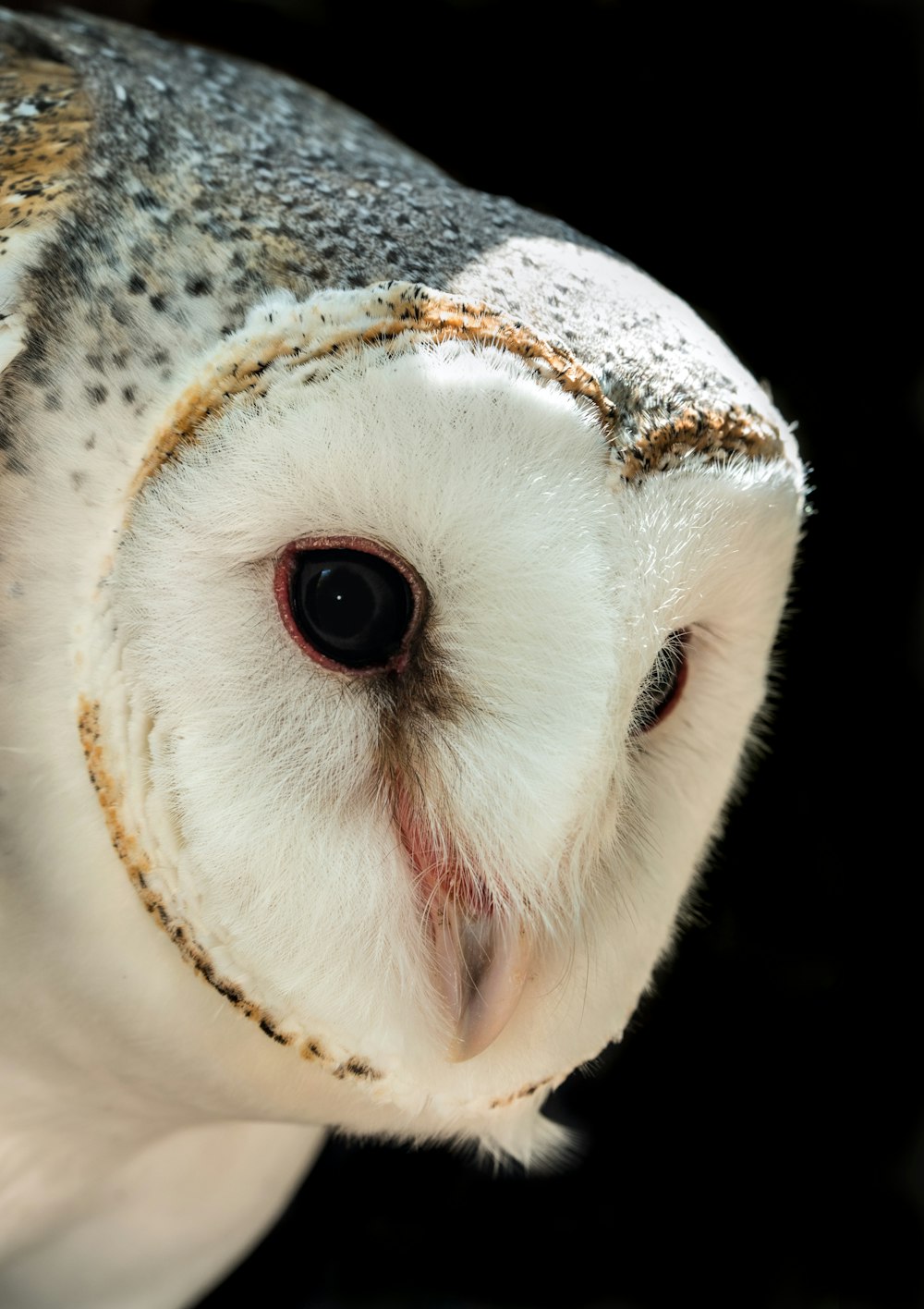 メンフクロウの浅い焦点の写真