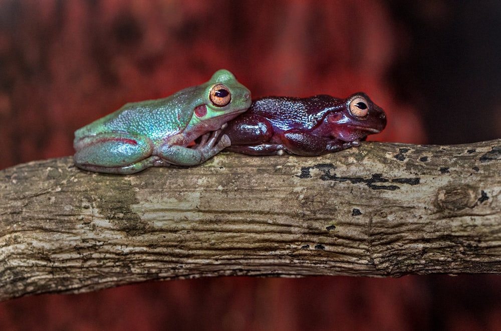 two brown and green on tree branch