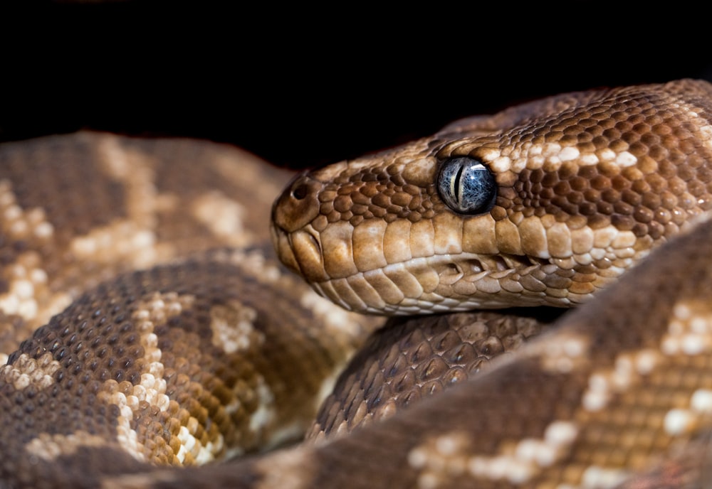 brown and gray snake with blue eyes