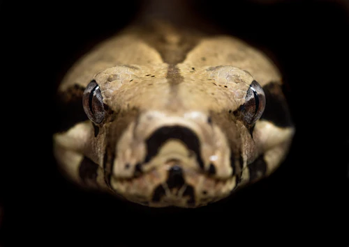 Boa constrictor