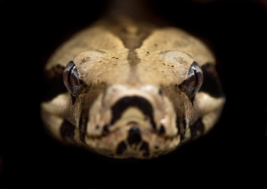 A healthy boa constrictor