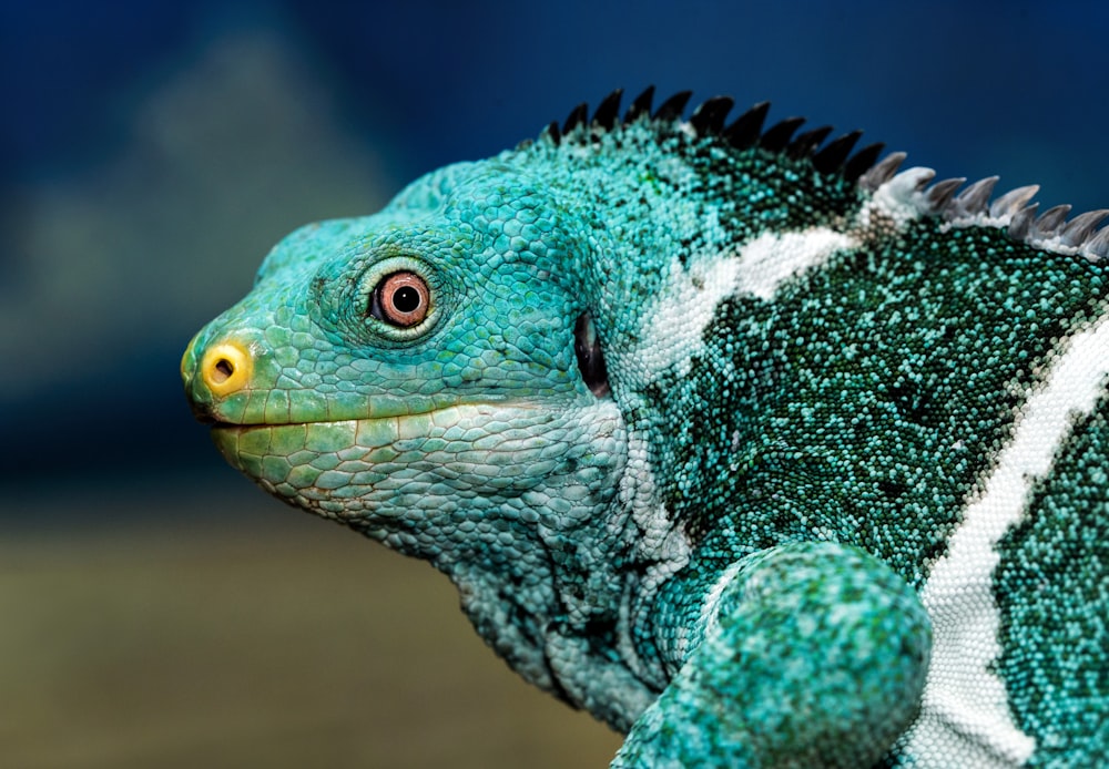 teal and white chameleon