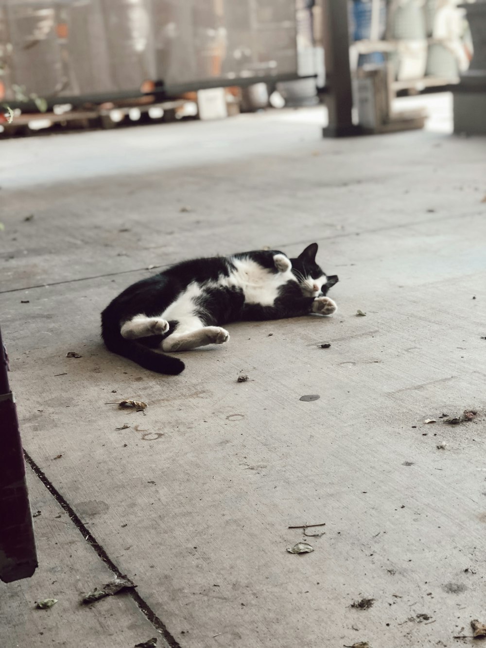 white and black cat