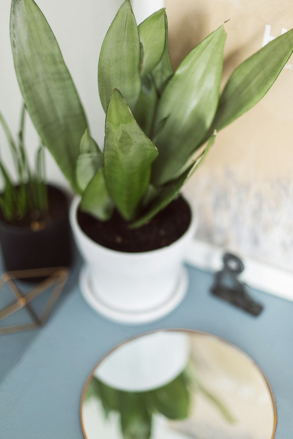 green-leafed plant on vase