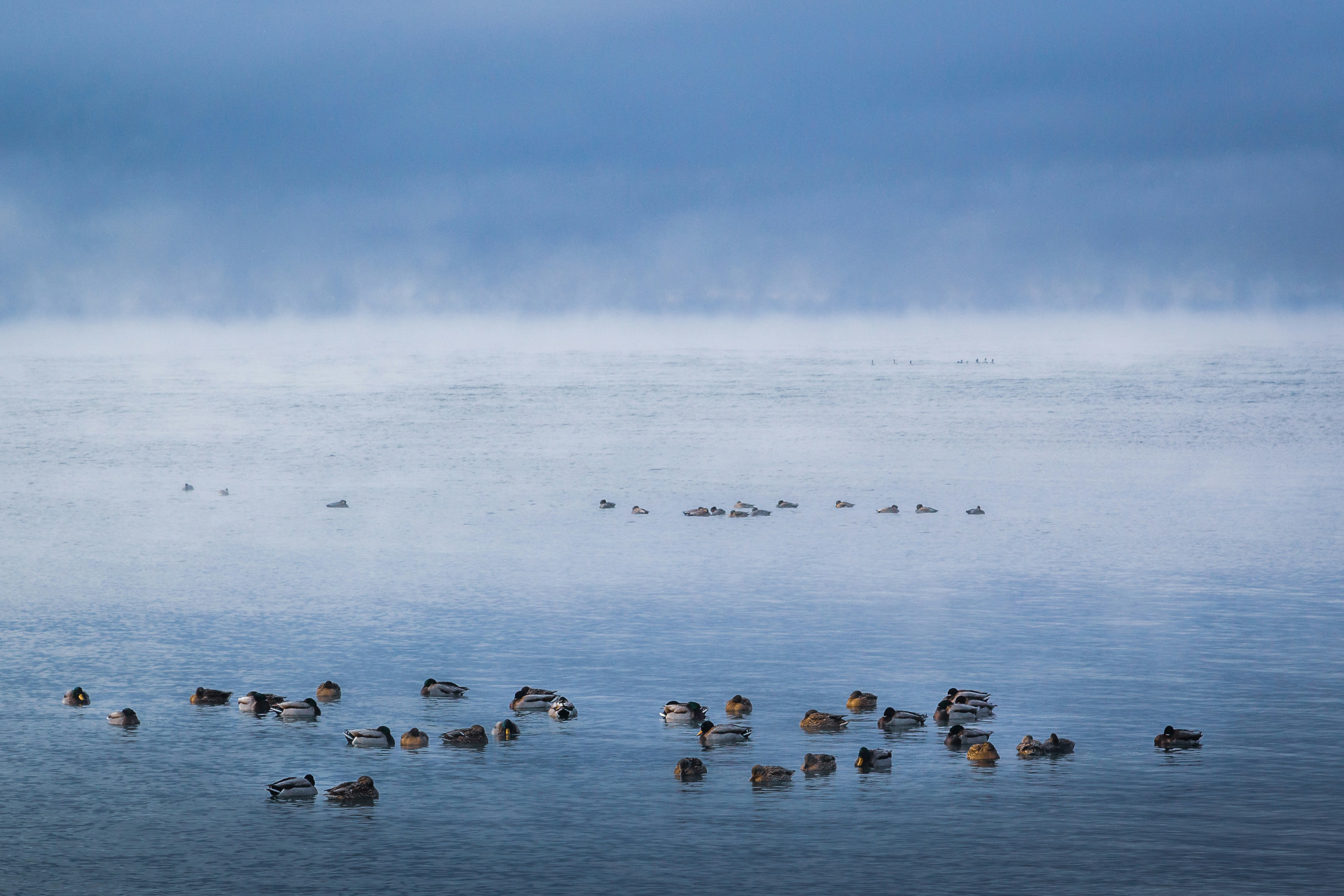 Migration Patterns and Seasonal Movements (image credits: unsplash)