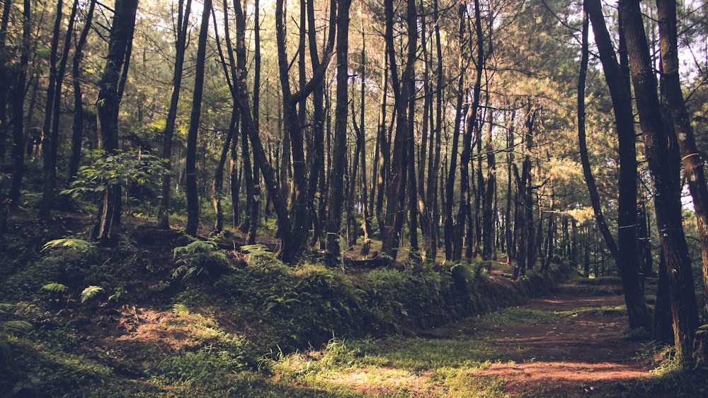 forest at daytime